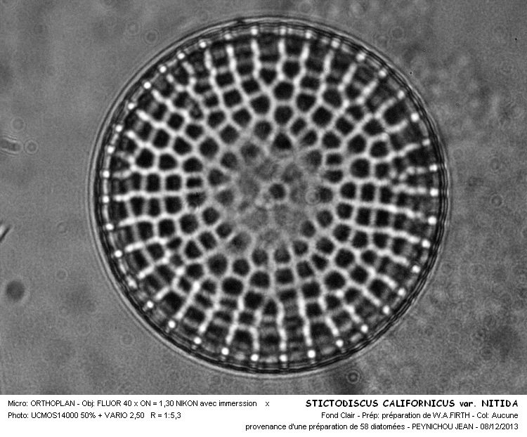 STICTODISCUS CALIFORNICUS var. NITIDA #35156