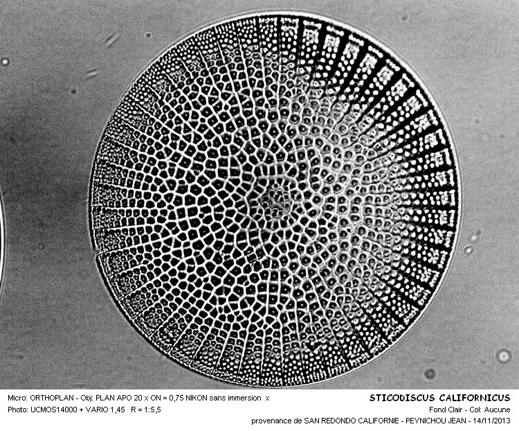 STICTODISCUS CALIFORNICUS #34730