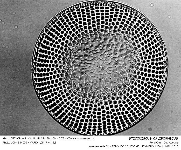 STICTODISCUS CALIFORNICUS #34731