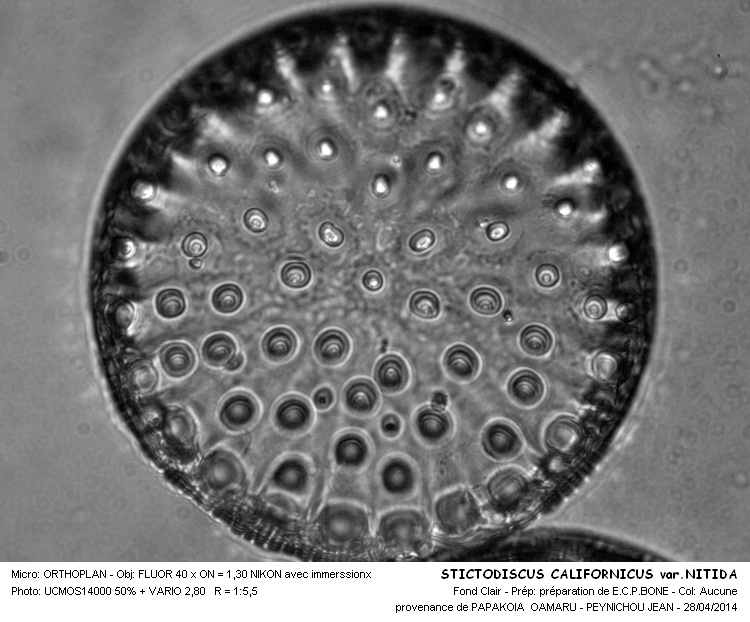 STICTODISCUS CALIFORNICUS var. NITIDA #37323