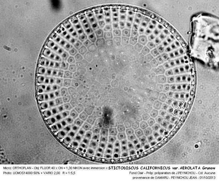 STICTODISCUS CALIFORNICUS var. AEROLATA Grunow #34055