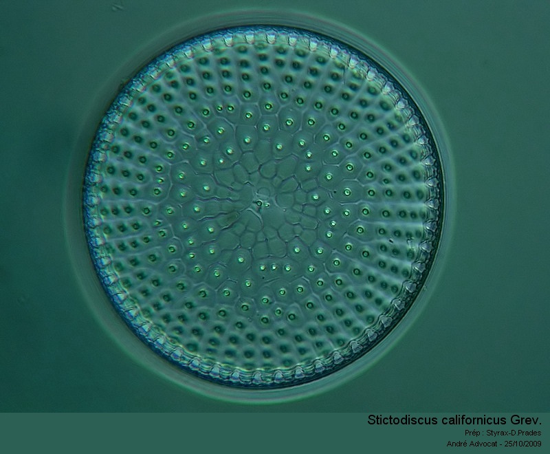 Stictodiscus californicus Greville #19153