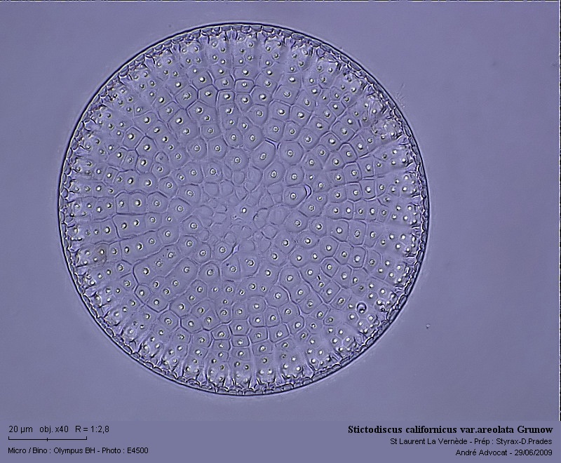 Stictodiscus californicus var.areolata Grunow #12083