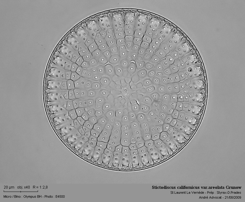 Stictodiscus californicus var.areolata Grunow #12082