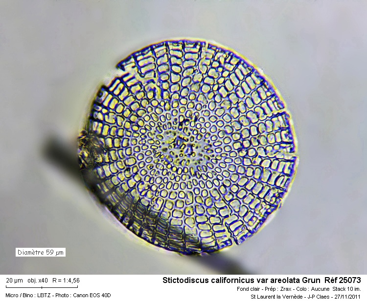 Stictodiscus californicus var areolata Grun #25270