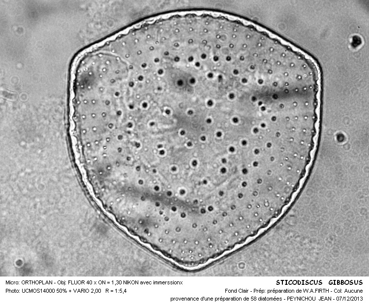 STICTODISCUS GIBBOSUS #35147