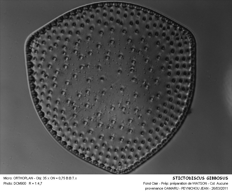 Stictodiscus gibbosus (Gr.&St.) Hustedt #21275