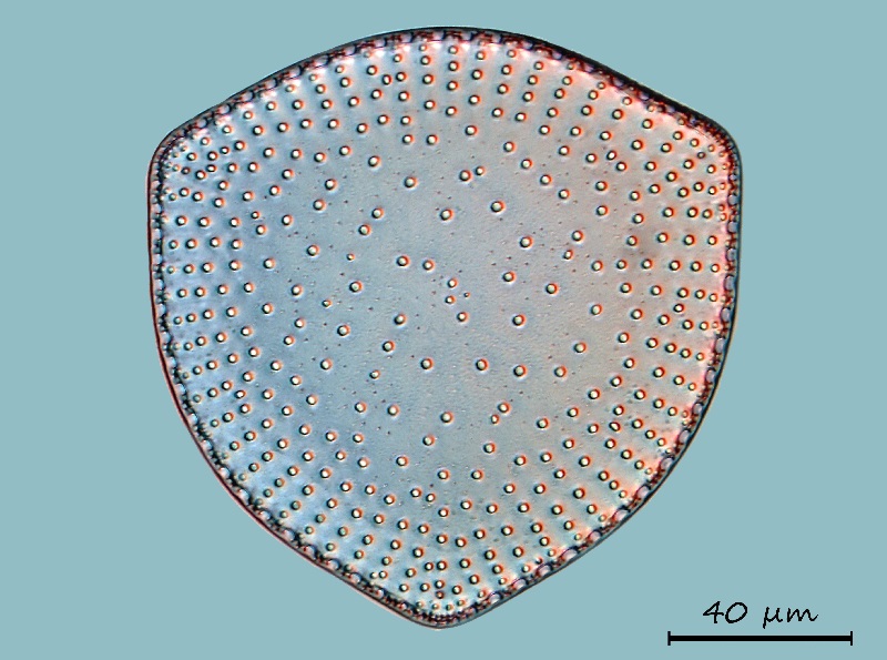 Stictodiscus gibosus #69194