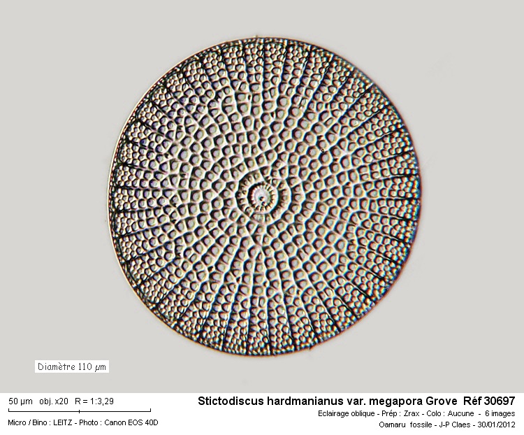 Stictodiscus hardmanianus var. megapora Grove #25766
