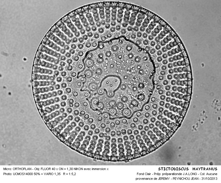 STICTODISCUS HAYTRANUS #34565