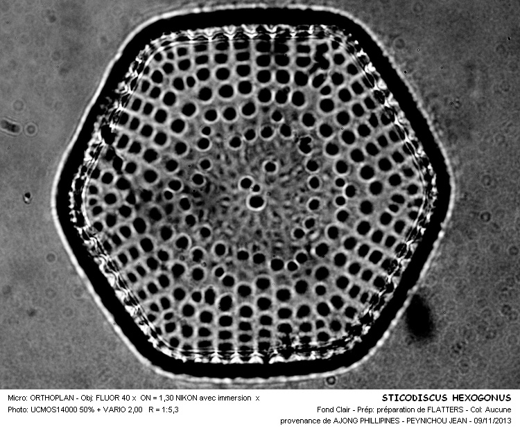 STICTODISCUS HEXAGONUS #34679
