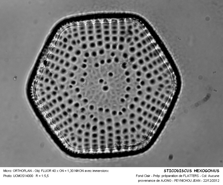 STICTODISCUS HEXAGONUS #31624