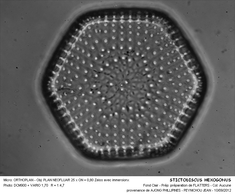 STICTODISCUS HEXAGONUS #31623
