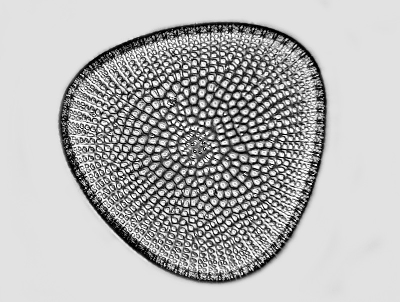 Stictodiscus kamyschevensis Chenevière #52127