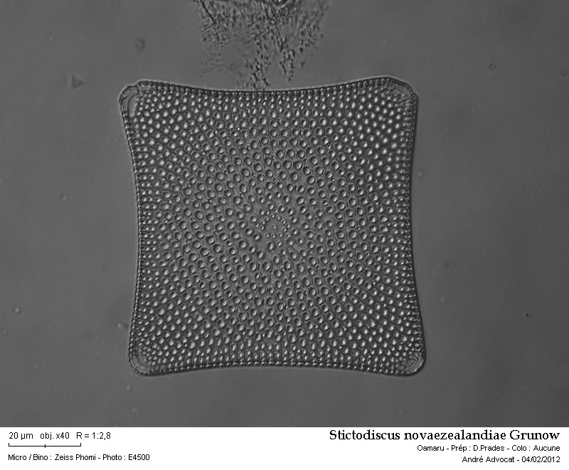 Stictodiscus novaezealandiae Grunow #40979