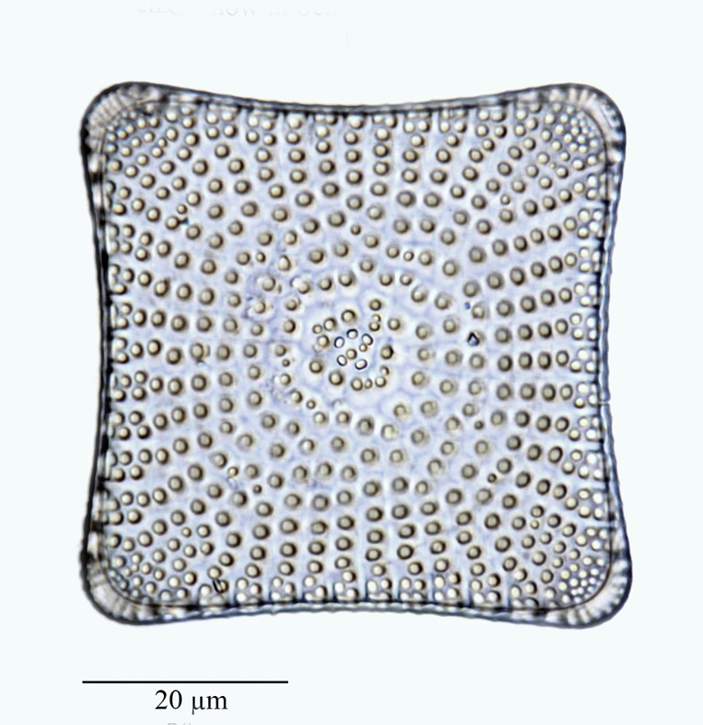 Stictodiscus novaezeelandiae #64573