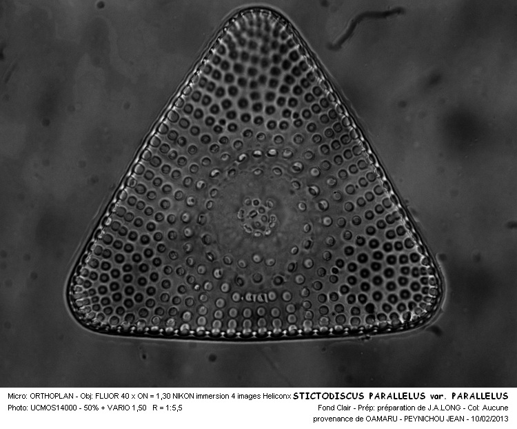 STICTODISCUS PARALLELUS var.PARALLELUS #29817