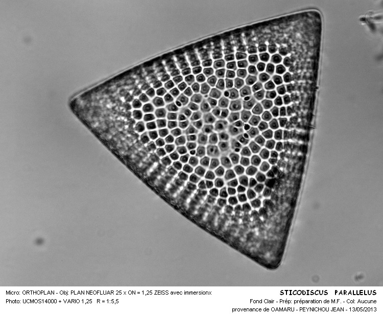 STICTODISCUS PARALLELUS var.PARALLELUS #31031