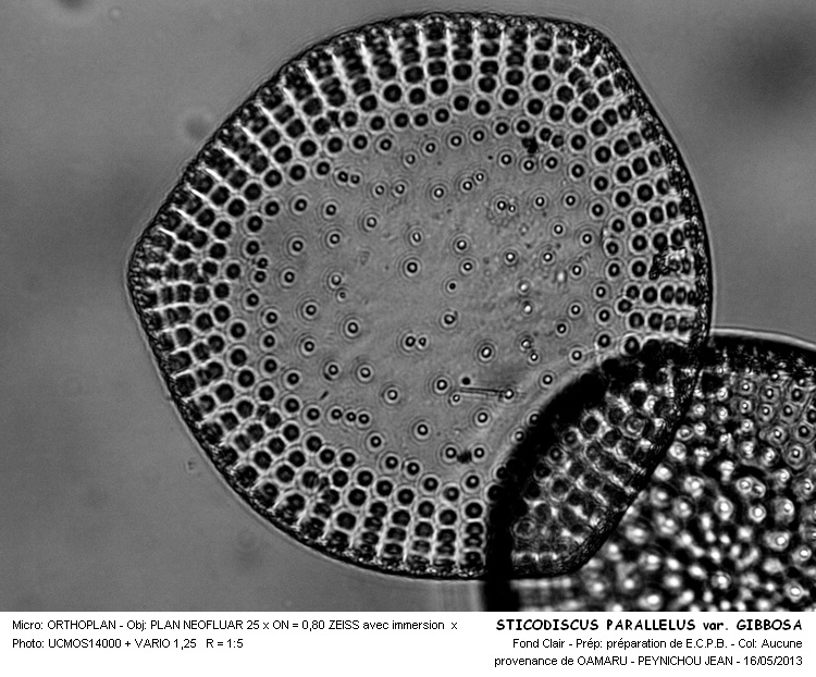 STICTODISCUS PARALLELUS var.PARALLELUS #31066