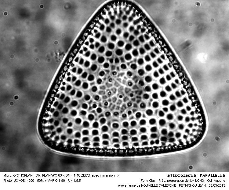 STICTODISCUS PARALLELUS var.PARALLELUS #31030
