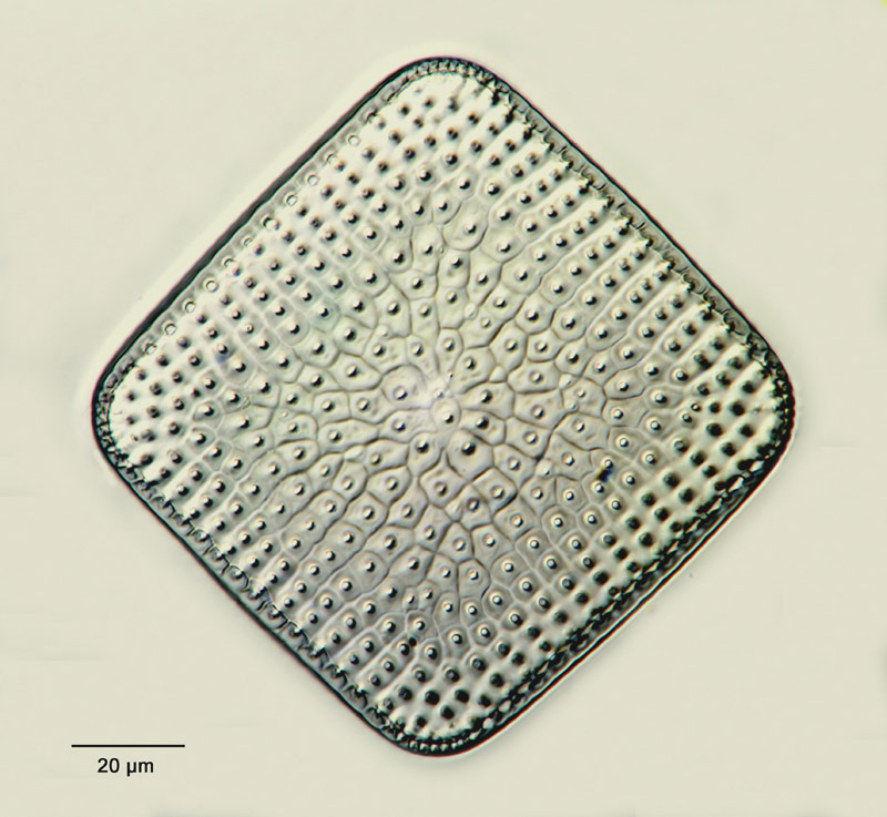 Stictodiscus parallelus #15434