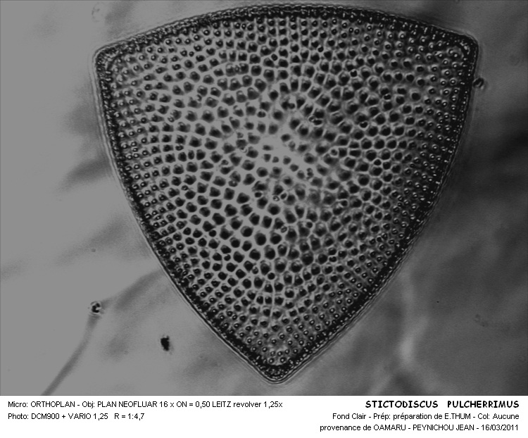STICTODISCUS PULCHERRIMUS #33618