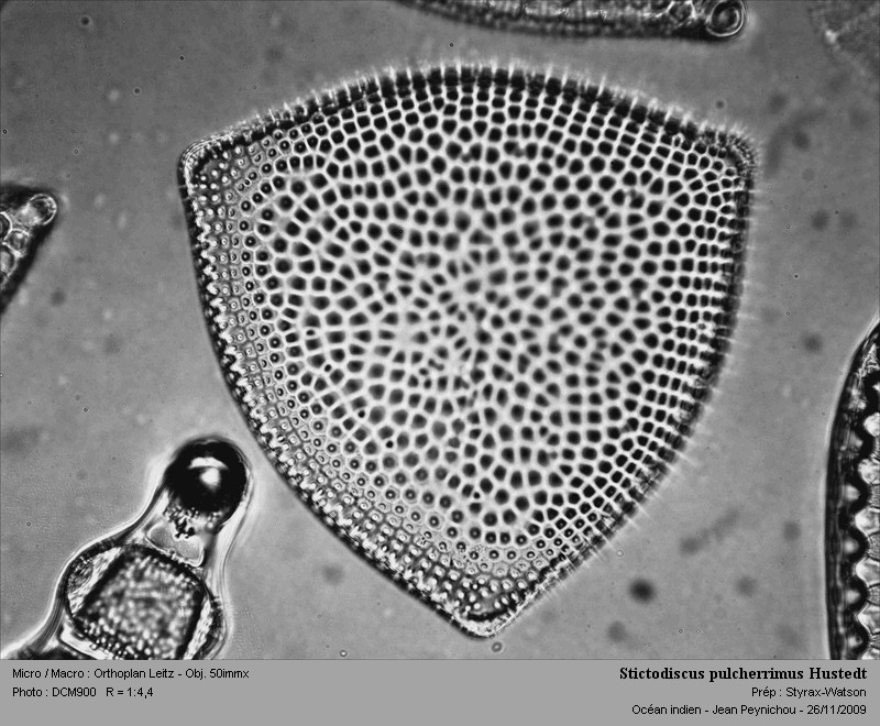 Stictodiscus pulcherrimus Hustedt #13541