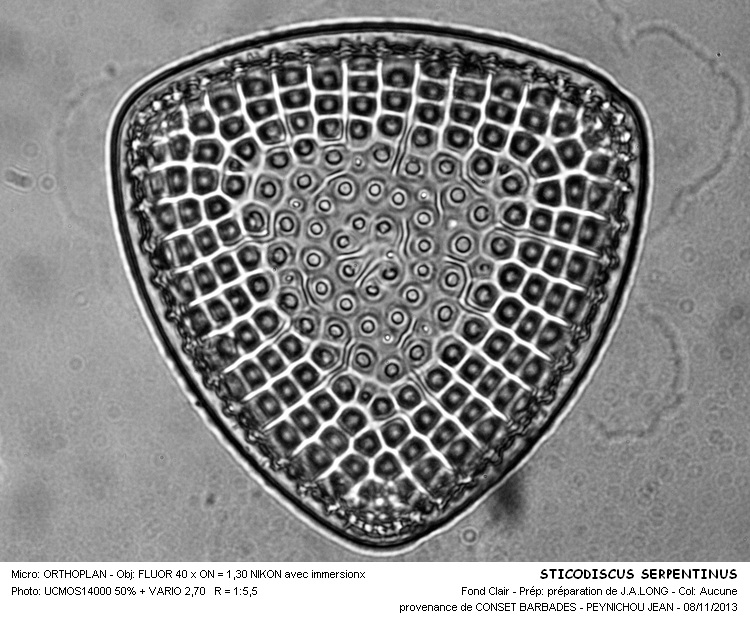 STICTODISCUS SERPENTINUS #34670