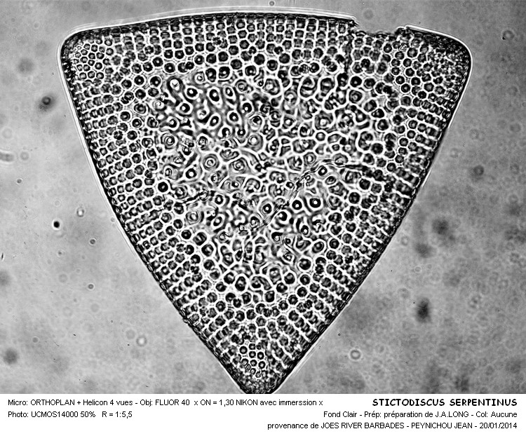 Stictodiscus serpentinus Truan & Witt #35822
