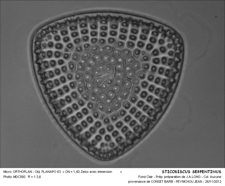 Stictodiscus serpentinus Truan & Witt #29022