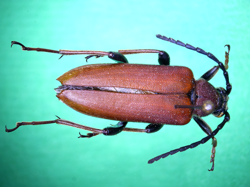 Stictoleptura rubra (Linnaeus, 1758) #50255