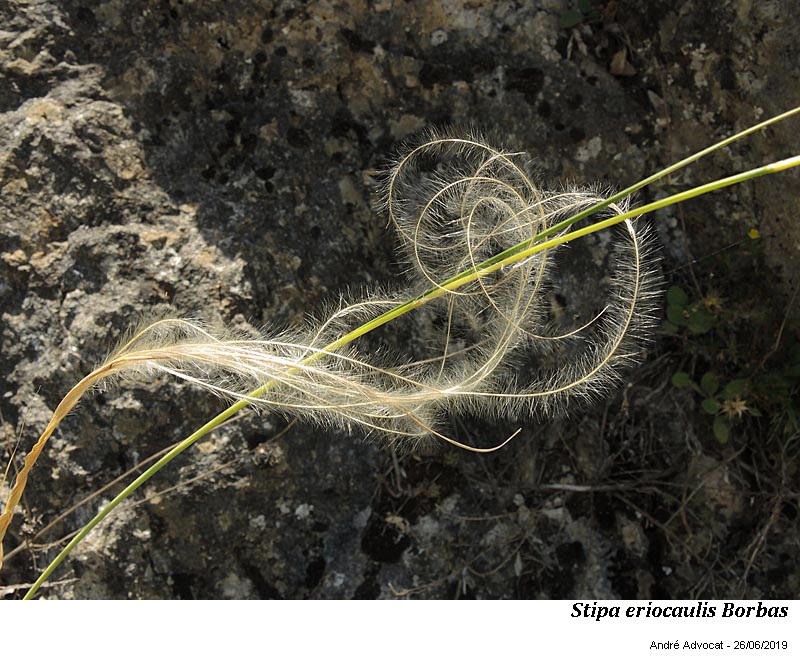 Stipa eriocaulis Borbas #60106