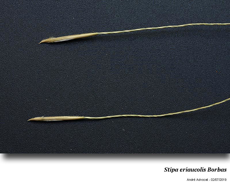 Stipa eriocaulis Borbas #60108