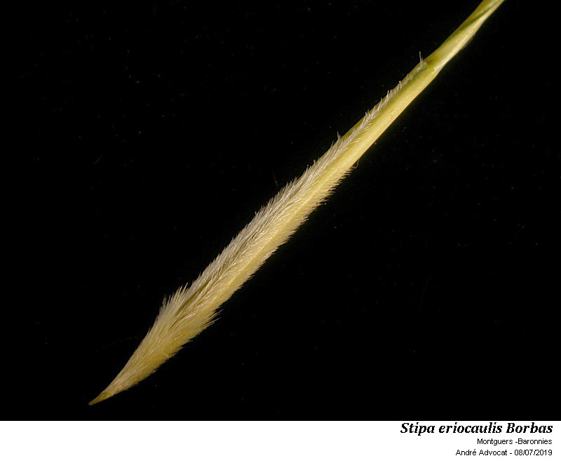 Stipa eriocaulis Borbas #60110