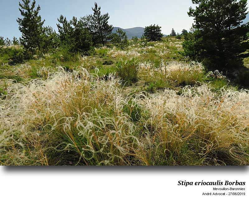 Stipa eriocaulis Borbas #60105
