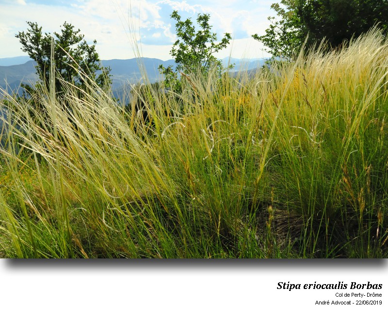 Stipa eriocaulis Borbas #60107