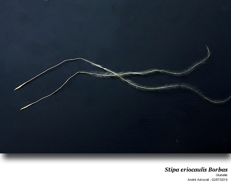Stipa eriocaulis Borbas #60109