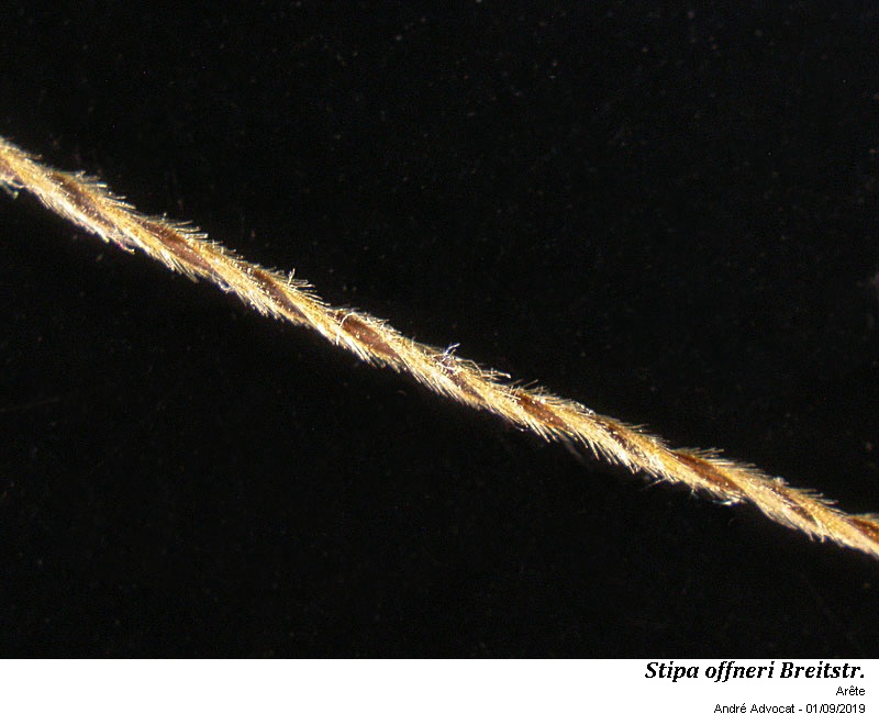 Stipa offneri Breitstr. #60431