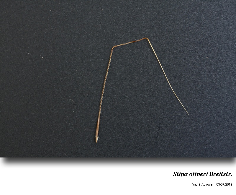 Stipa offneri Breitstr. #60428