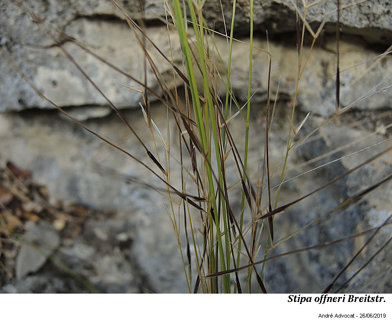 Stipa offneri Breitstr. #60425