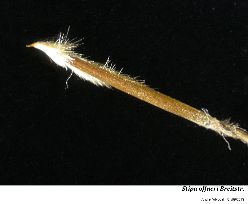 Stipa offneri Breitstr. #60429