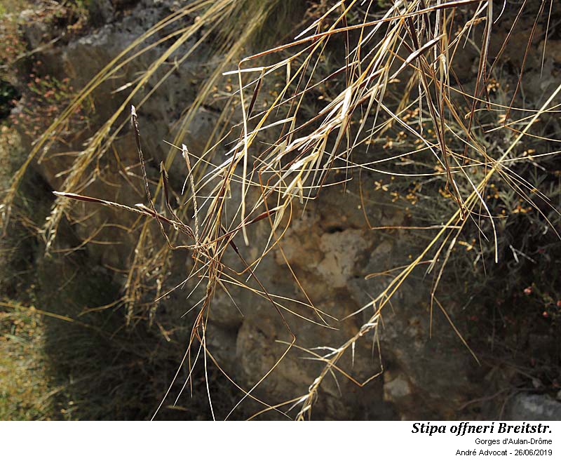 Stipa offneri Breitstr. #60426