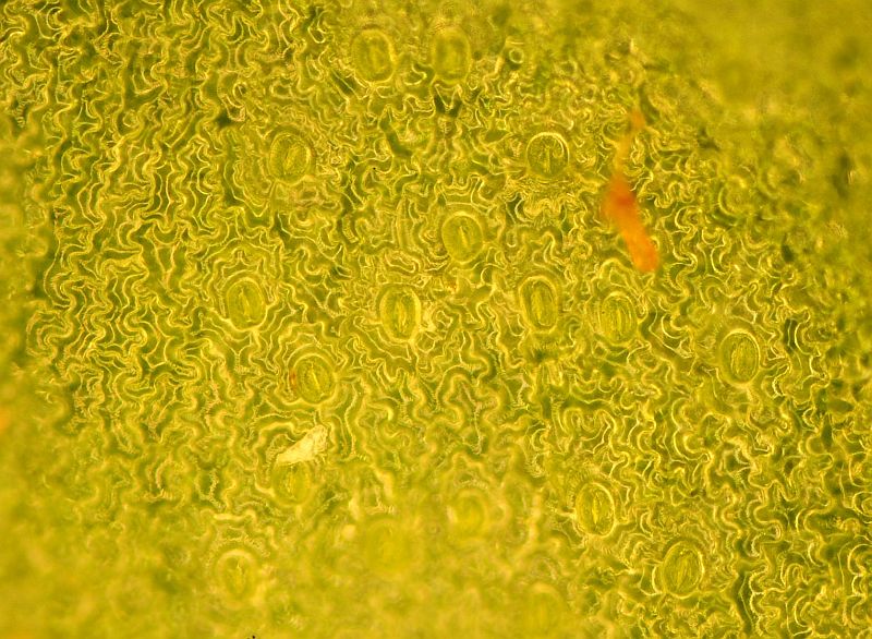 Stomates de Polypodium vulgare #13235
