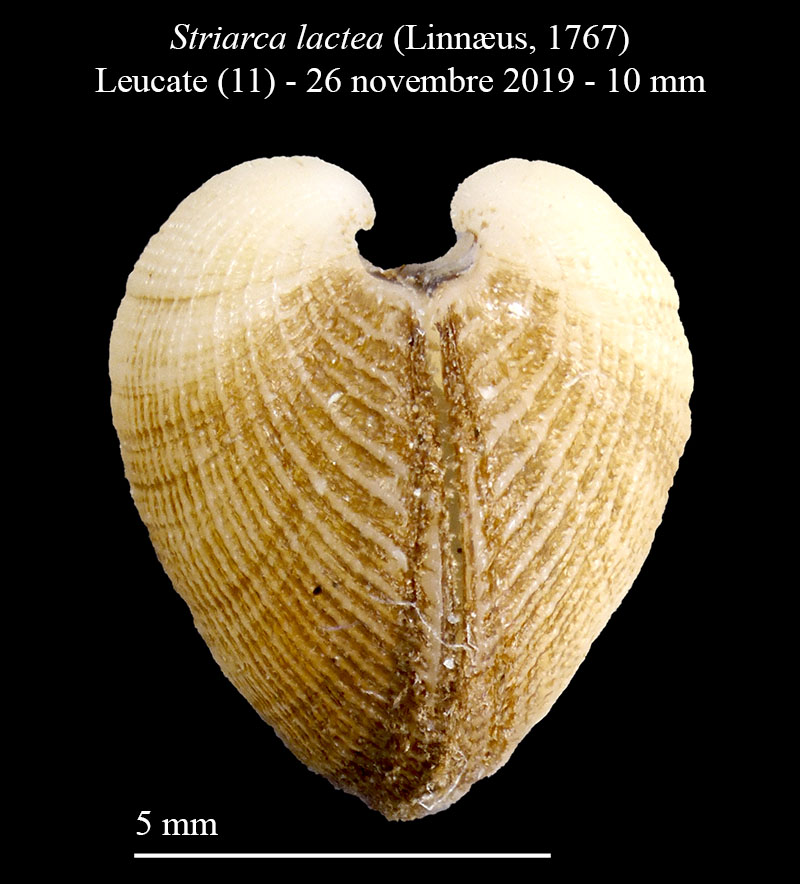 Striarca lactea #61349