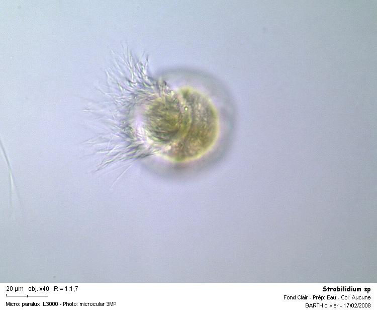 Strobilidium sp #2899
