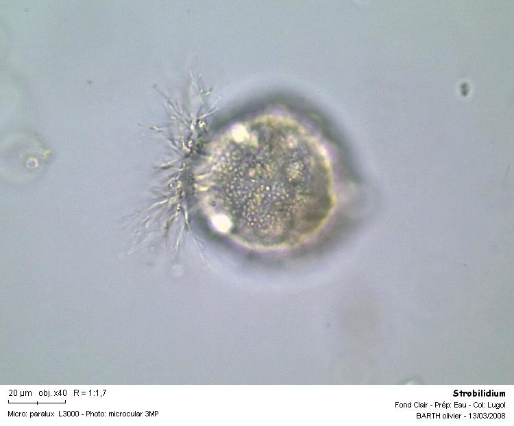 Strobilidium sp #2901