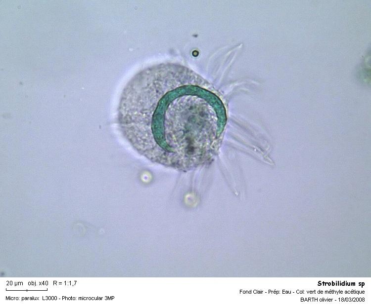 Strobilidium sp #2902