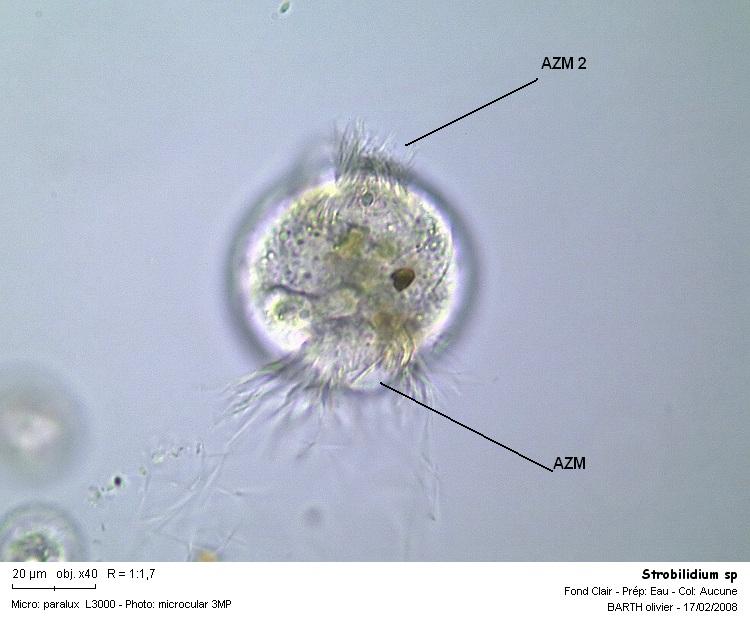 Strobilidium sp #2900