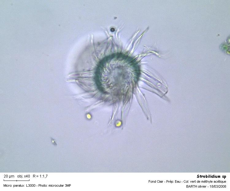 Strobilidium sp #2903