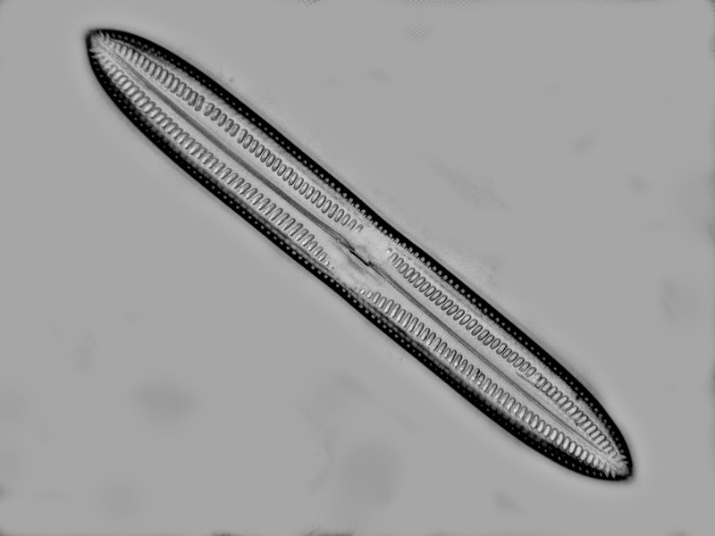 östrupia powelli var.vidovichii (Lewis) Heiden #48809